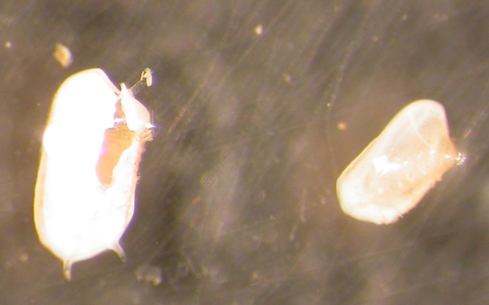 Giovanili di Hiatella arctica